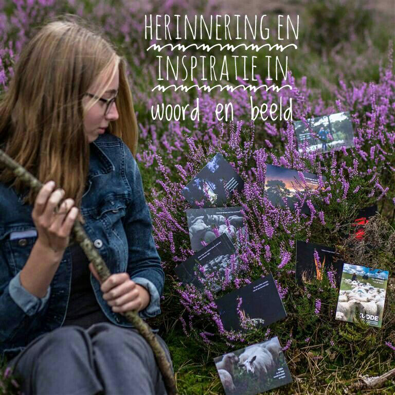 Kudde_Ansichtkaarten_vz