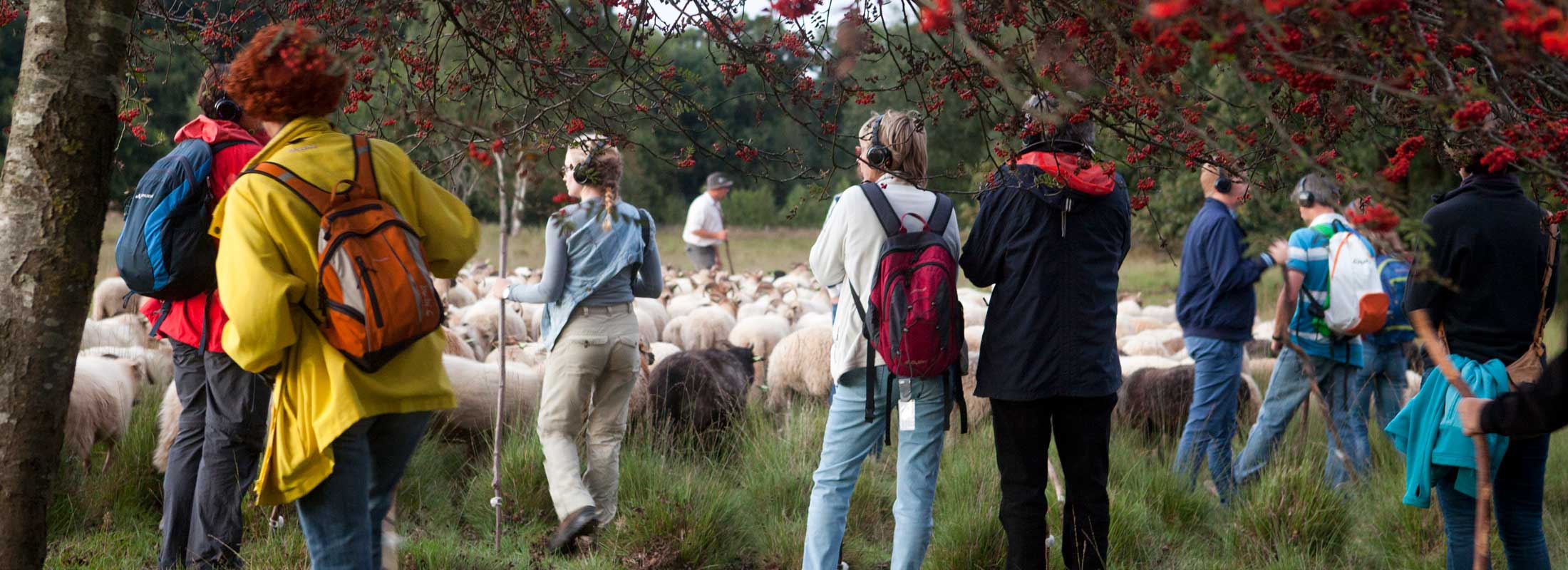 Kudde_Streamer_Bessenstruik-kudde-en-publiek